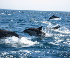 The Non-Human Persons of Baja: Our Souls in the Sea
