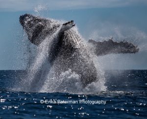 Wooing a Whale: Humpback Crooners in Baja