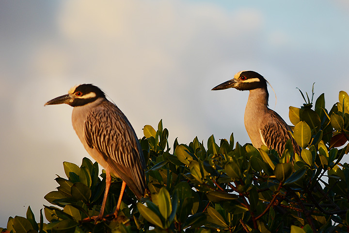 Mangroves: Coastal Problem Solvers
