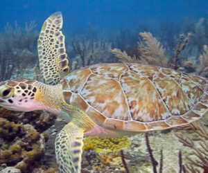 Sea Turtles: A Baja Road Trip
