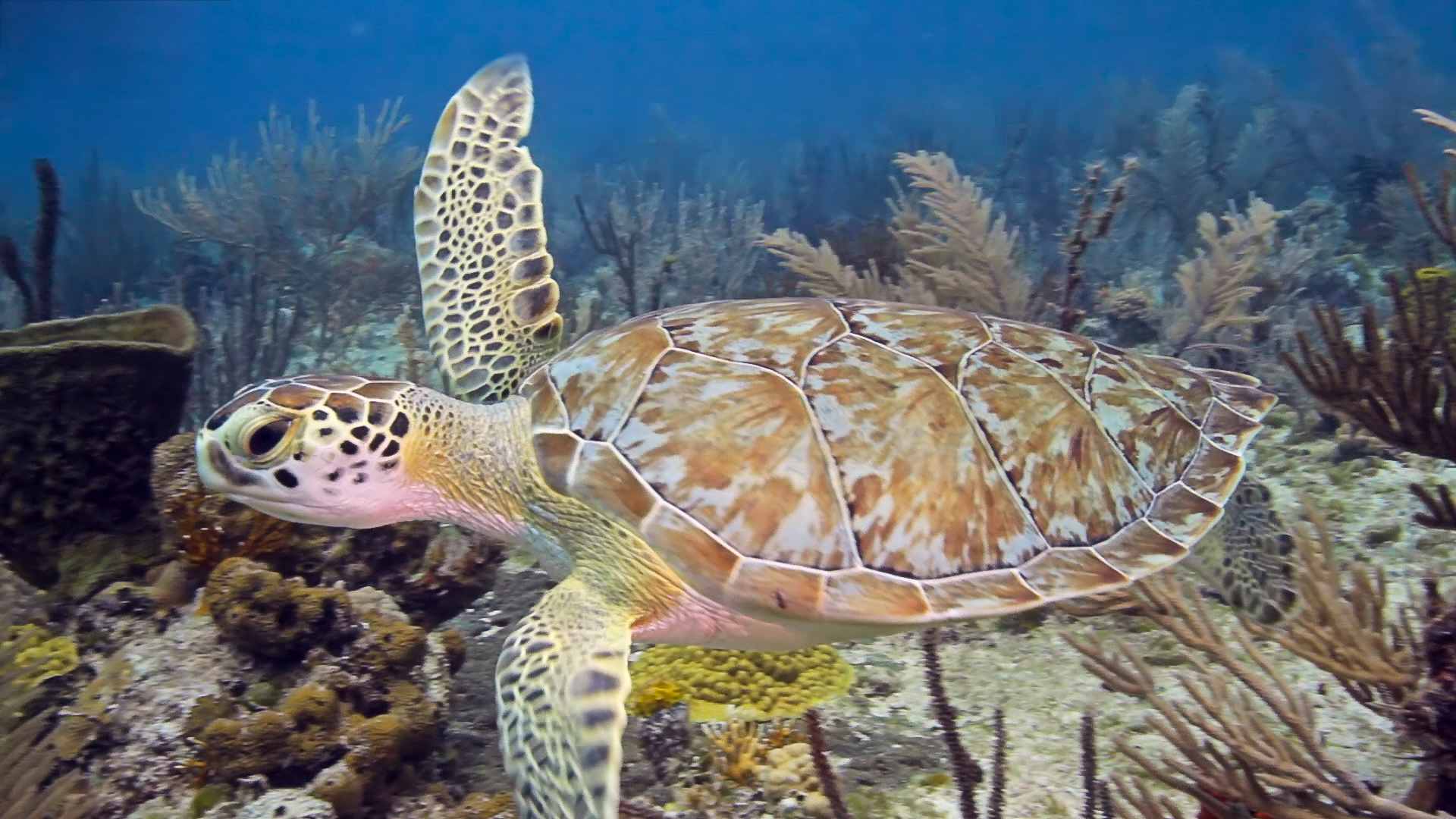 Sea Turtles: A Baja Road Trip