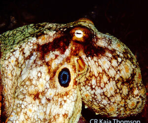 The Octopus’s Garden – A Deep Dive Into Their World