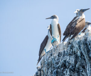 The Blue-footed Booby’s Baja Boogie