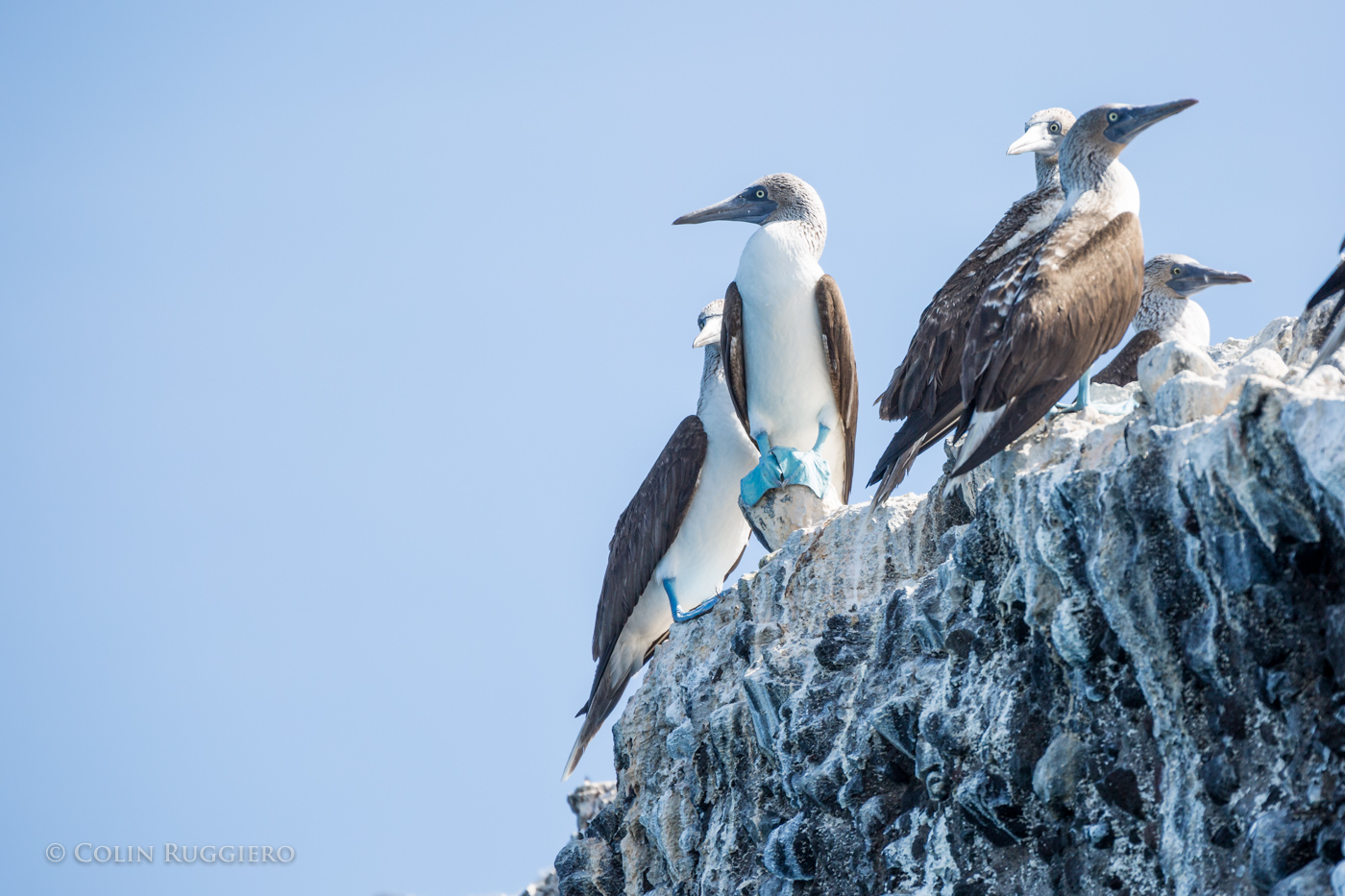 The Blue-footed Booby’s Baja Boogie