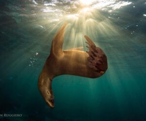 The Successful Sea Lions of Los Islotes