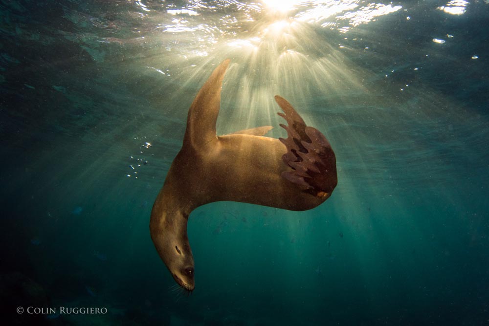 The Successful Sea Lions of Los Islotes