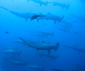 Baja’s Shark Super Highway