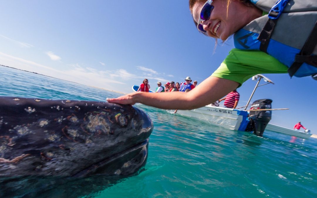 Best of Baja with Whale Watching at Magdalena Bay