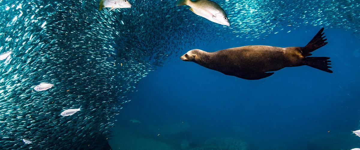 sea lions swimming