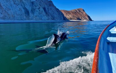 Camp Cuevas and the Mobula Migration