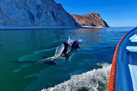 Camp Cuevas and the Mobula Migration