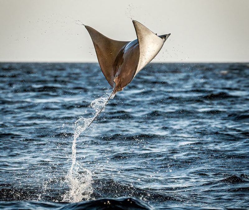 Camp Cuevas and the Mobula Migration