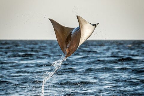 Camp Cuevas and the Mobula Migration