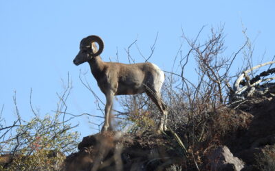 Trophy Hunting and the Conservation of Bighorn Sheep in Baja California Sur