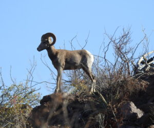 Trophy Hunting and the Conservation of Bighorn Sheep