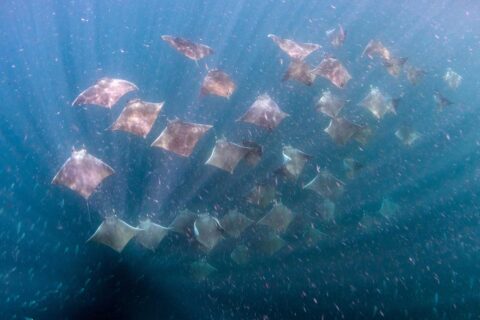 Camp Cuevas and the Mobula Migration