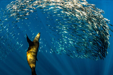 Camp Cuevas and the Guardians of Baja