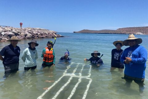 Coral Gardening