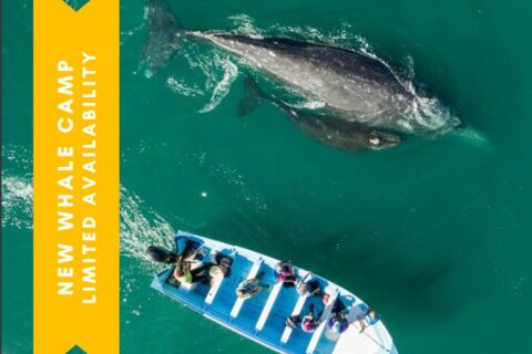 Camp Cecil de la Bahia Whale Watching