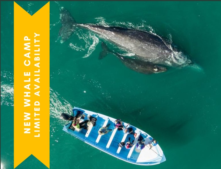 Camp Cecil de la Bahia Whale Watching