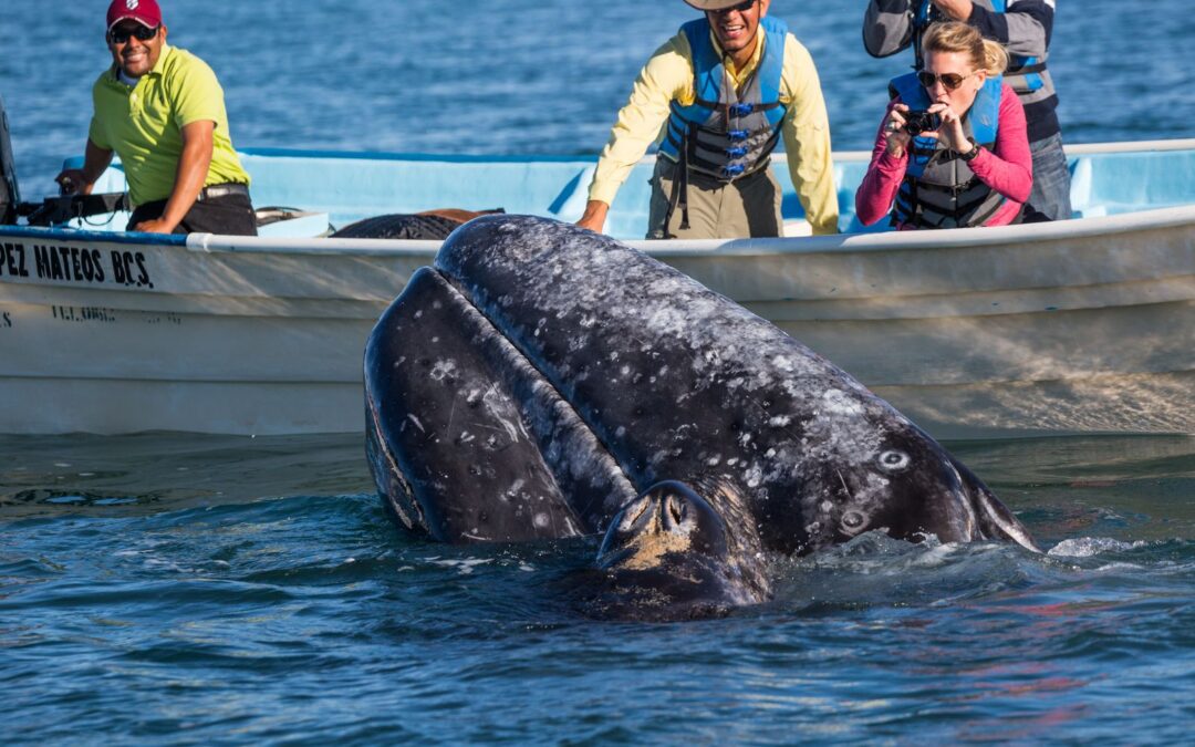 Camp Cecil de la Bahia Whale Watching