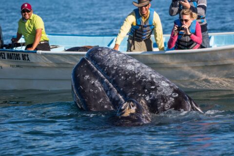 Camp Cecil de la Bahia Whale Watching