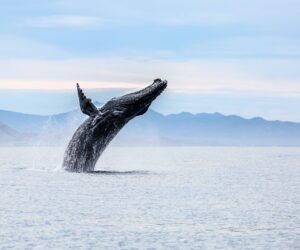 Whales and the Secret Languages of the Sea of Cortez
