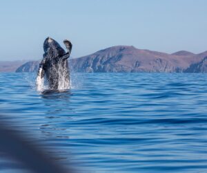 Humpback Whales: Friends Indeed.