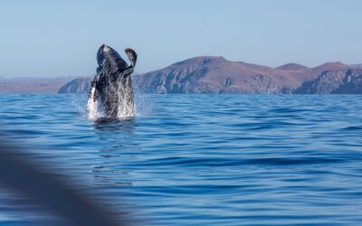 Humpback Whales: Friends Indeed.